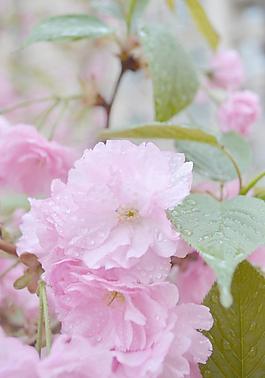 櫻花圖片