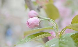 櫻花圖片