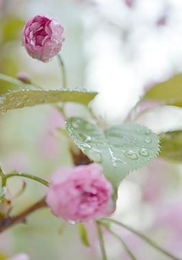 櫻花圖片