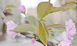 櫻花圖片
