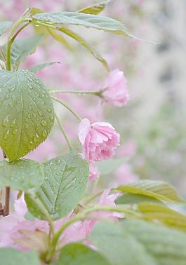 櫻花圖片