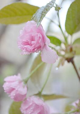 櫻花圖片