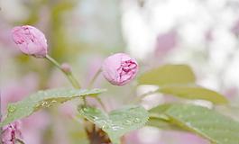 櫻花圖片