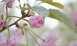 櫻花圖片