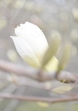 白玉蘭花圖片
