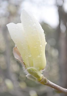 白玉蘭花圖片