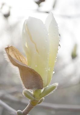 白玉蘭花圖片