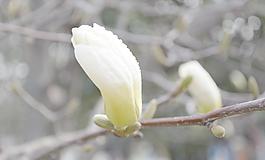 白玉蘭花圖片