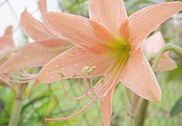 花瓣水珠圖片