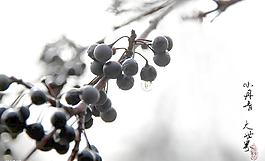 無名果圖片