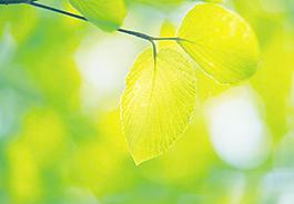 樹葉圖片