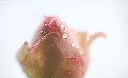 玫瑰花圖片