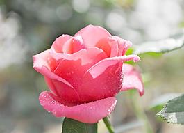 月季花圖片
