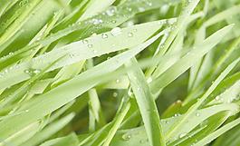 绿叶 水珠图片