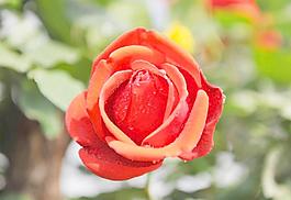 月季花圖片