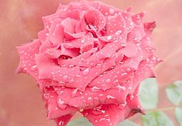 玫瑰花圖片