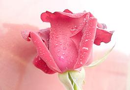 玫瑰花圖片