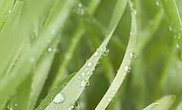 綠葉 水珠圖片