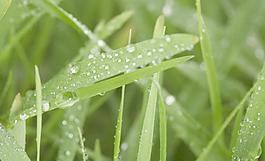 綠葉 水珠圖片