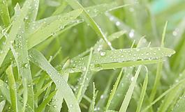 绿叶 水珠图片
