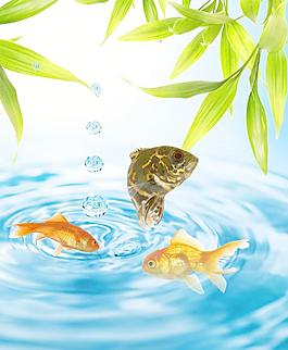 金魚圖片