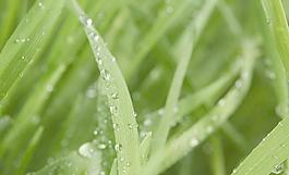 綠葉 水珠圖片