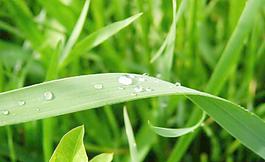 綠葉 水珠圖片