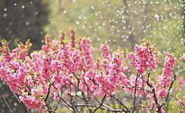 夢里桃花圖片