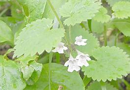 秦岭野生花草图片