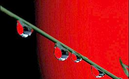 奇異的水珠圖片