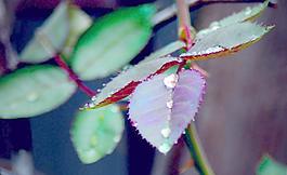 綠葉 水珠圖片