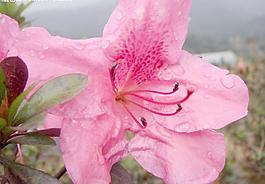 杜鵑花圖片