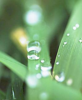 水珠圖片