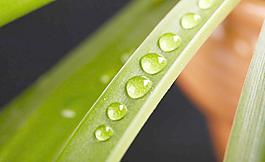 水珠 綠葉圖片