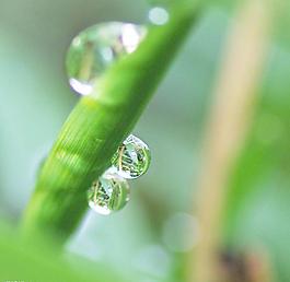 水珠圖片