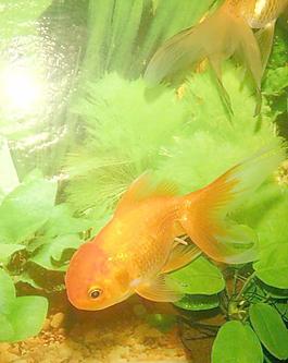 金魚圖片