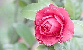 山茶花图片