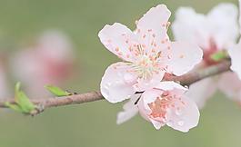 桃花圖片
