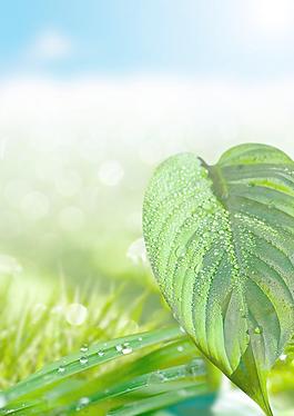 綠葉 水珠圖片