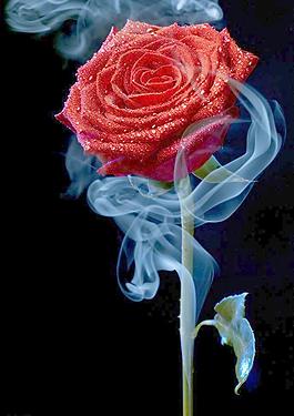 玫瑰花圖片