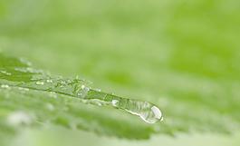 綠葉 水珠圖片