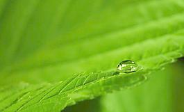 綠葉 水珠圖片