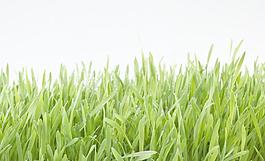 綠草 水珠圖片