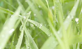 綠草圖片
