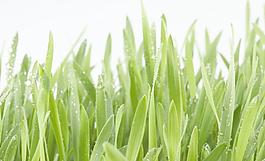 綠草 雨水圖片
