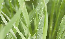 綠葉 水珠圖片