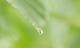 綠葉 水珠圖片