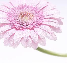 漂亮的花朵高清图片