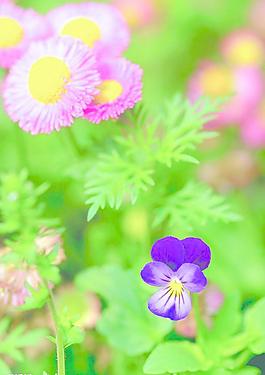 野花圖片