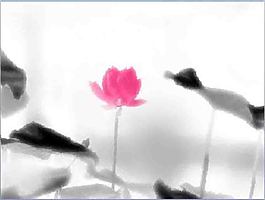 清幽荷語(yǔ)PPT模